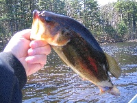Delaney Pond Fishing Report