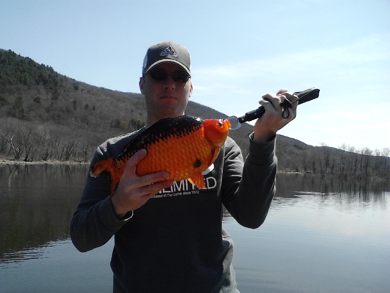 Orange Carp near West Stockbridge