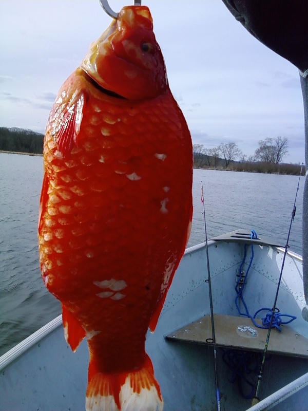 Orange Carp 6 pounds