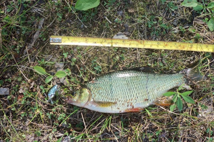 Golden Shiner about 8"