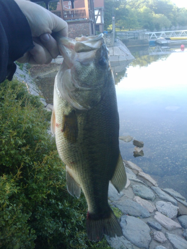 jamaica pond