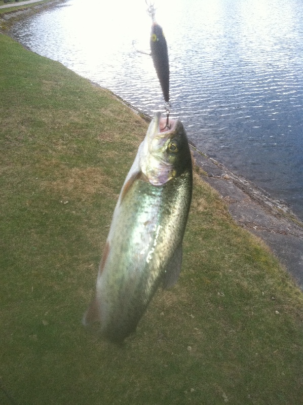 First Trout