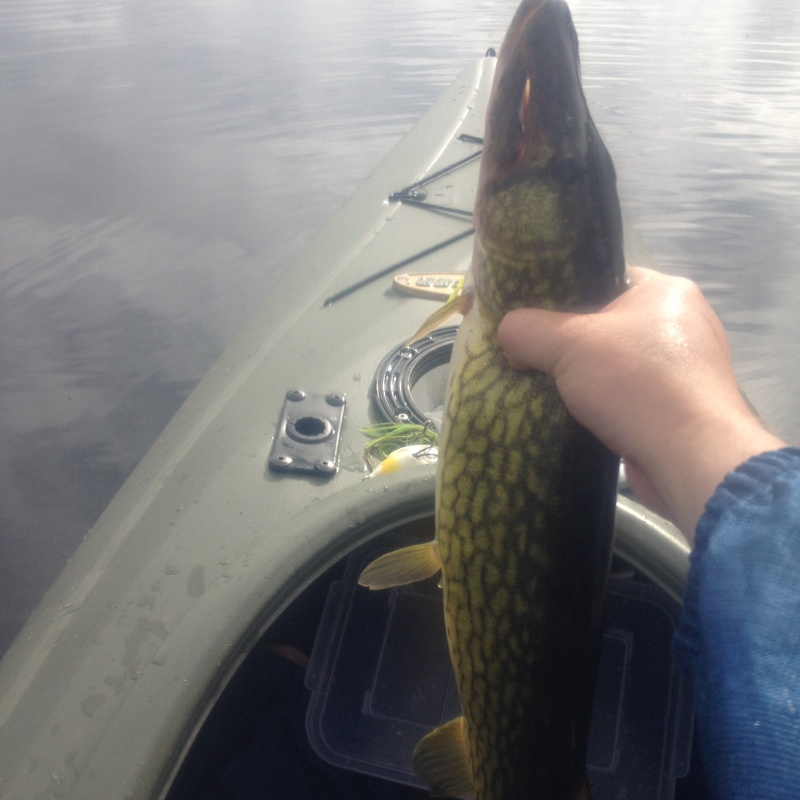 Lunker Pickerel - 3lbs 3oz