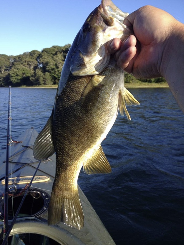 Surprise Smallie near Chatham