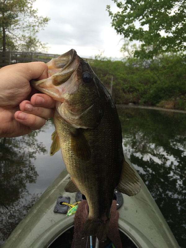 Third Keeper - 1lb 10oz near Westford