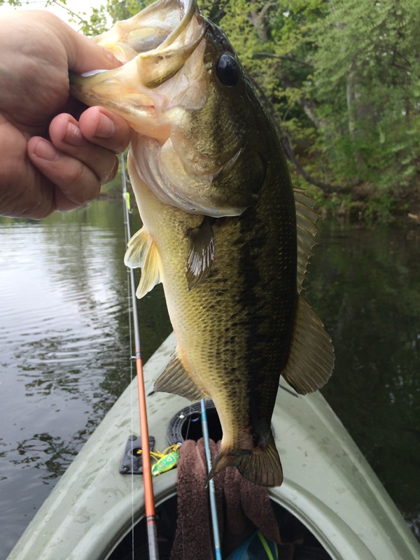 Fourth Keeper - 1lb 13oz near Westford