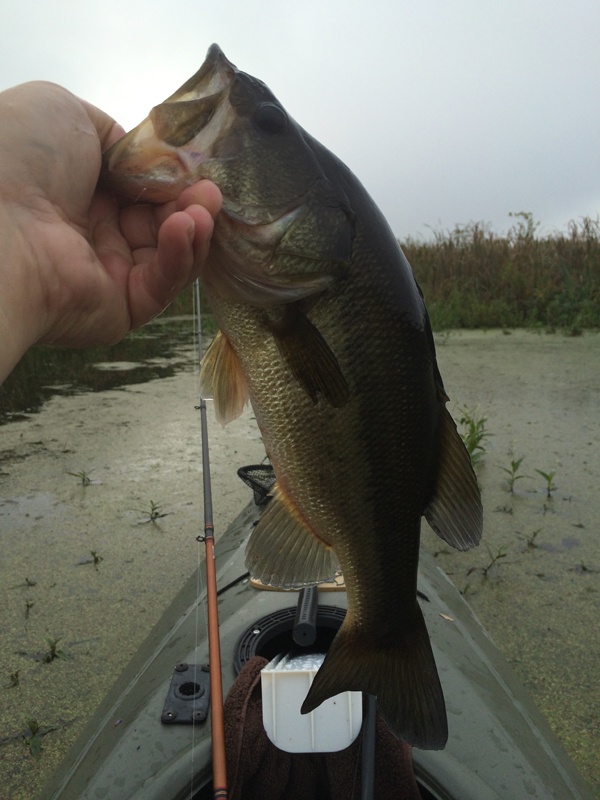 Second Keeper - 1lb 9oz