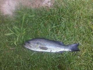 bass 4