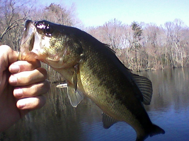 first bass of the year near Somerset