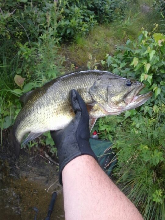 Smallmouth pig