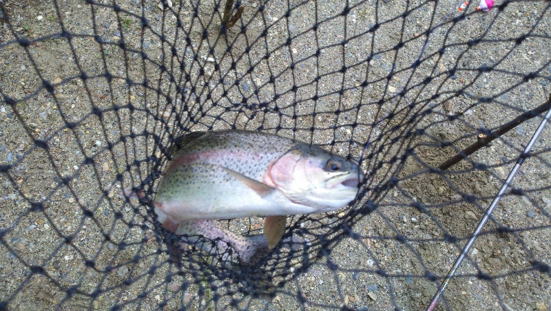 trout