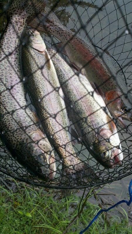 Trout