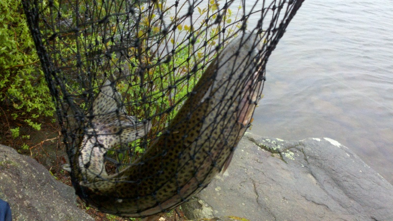Trout