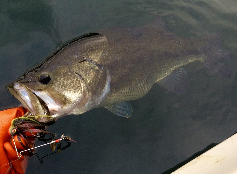 Same Fish