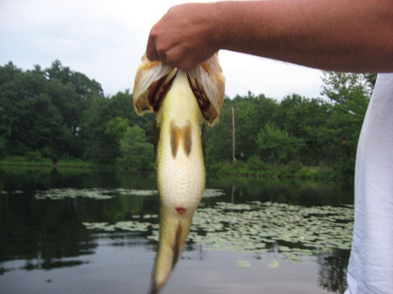 Nahant fishing photo 1