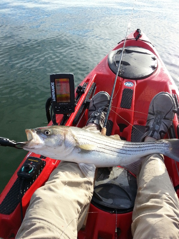  28 1/2'' Striper