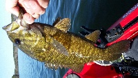 a few smallmouth