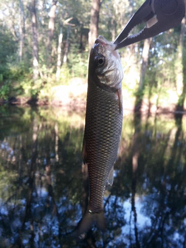 Fallfish near Andover