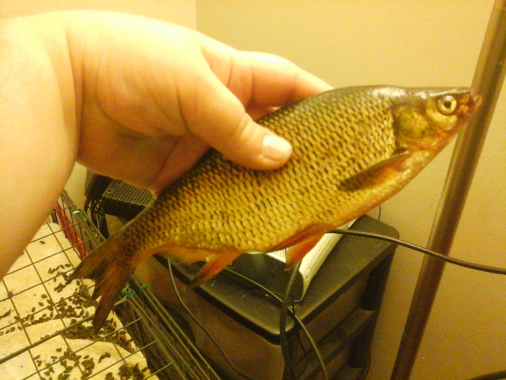 Huge Golden Shiner!