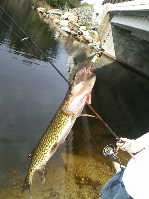 Wife's Pickerel 