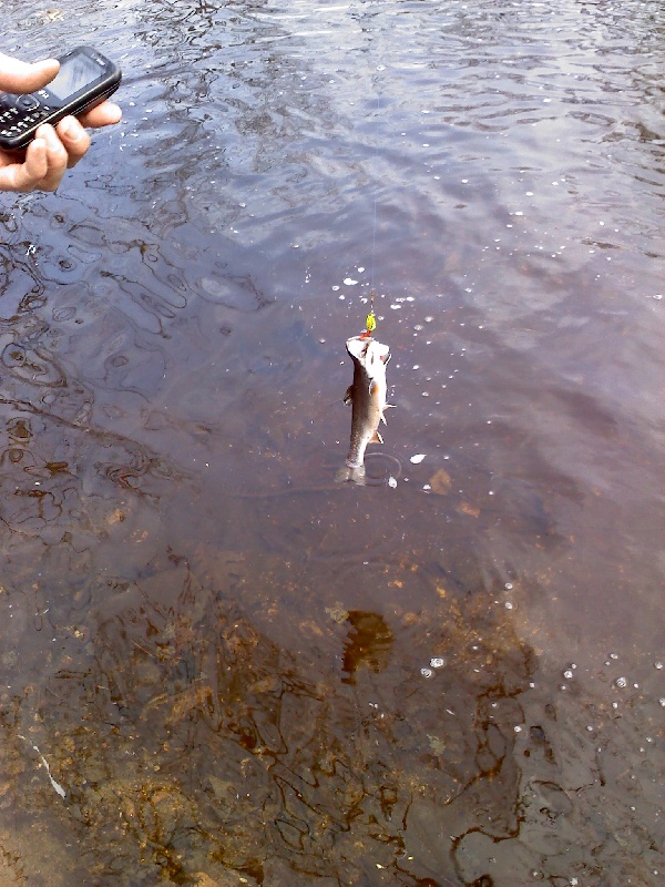 Dennis' Trout near Athol