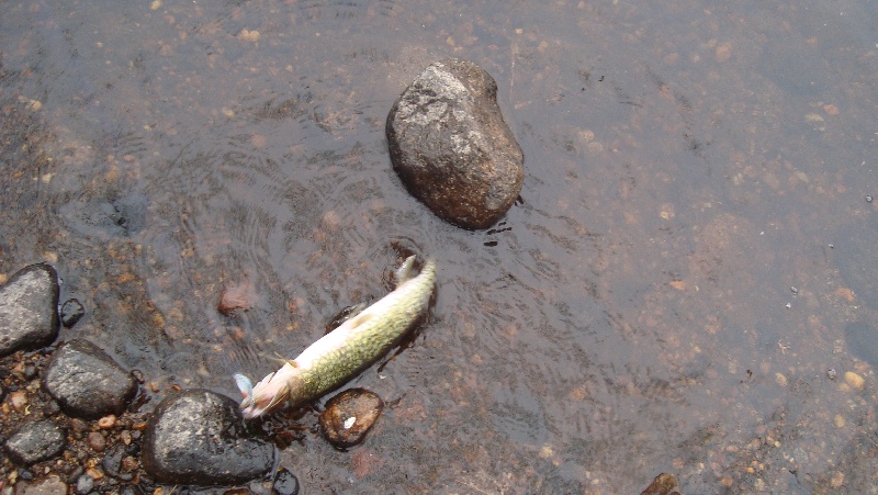 Miller's River Pickerel near Athol