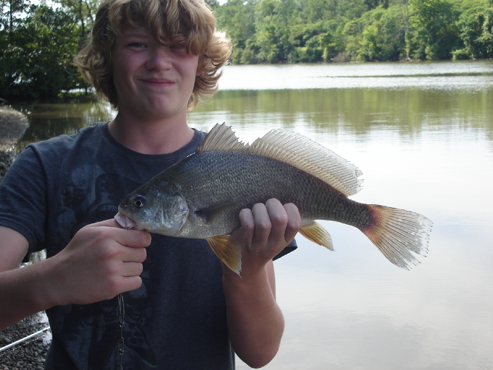 Freshwater Drum