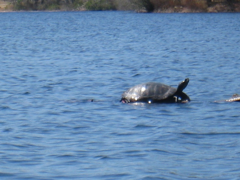 Red Bellied Cooter