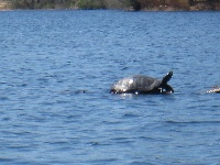 Angry Turtle in Carver Fishing Report