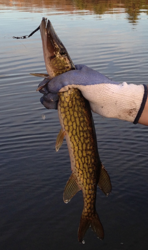 Chain Pickerel