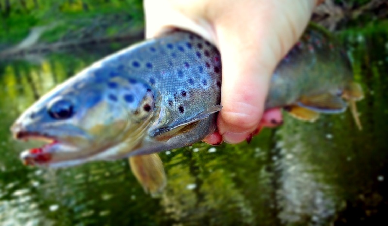 Brown Trout