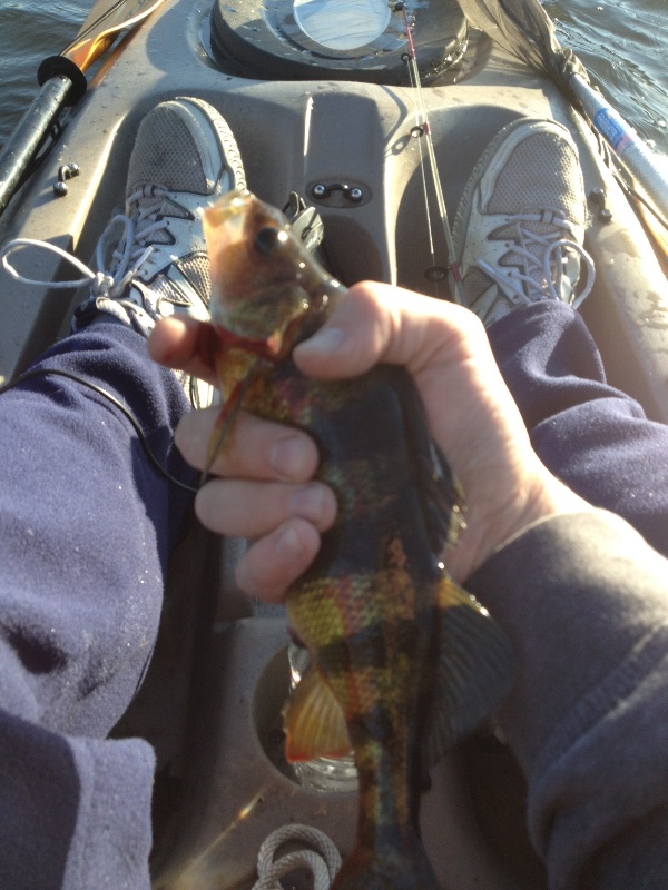 3 Perch near Boston