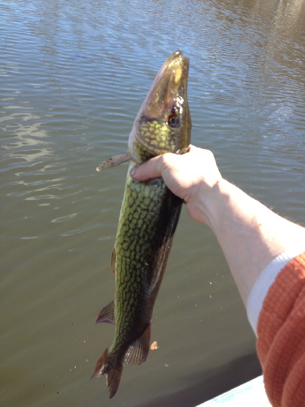 Gator I caught at noon near Bellingham