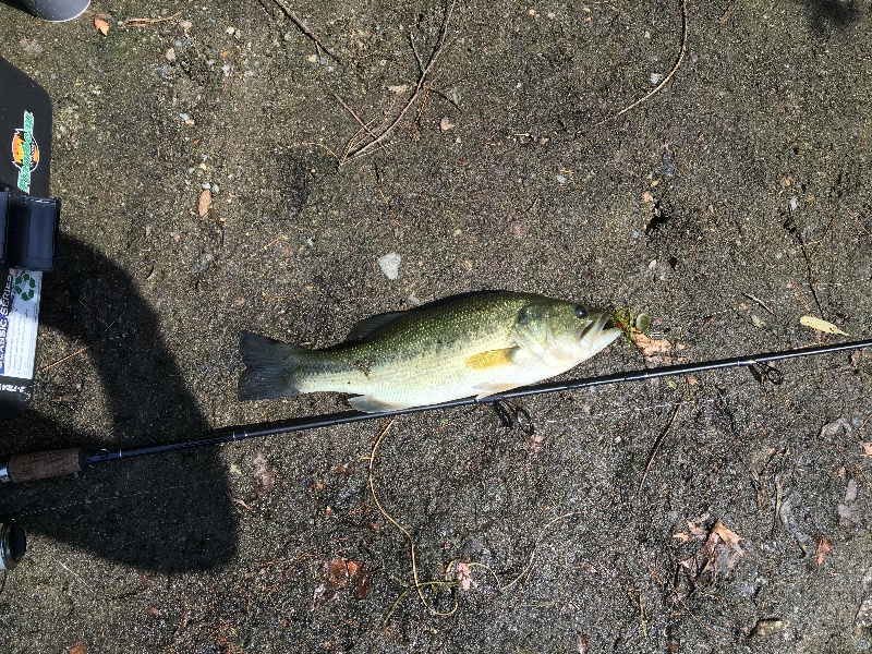 2nd Bass of the trip