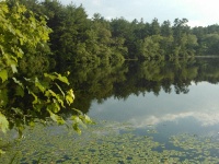 Pickerel Pond