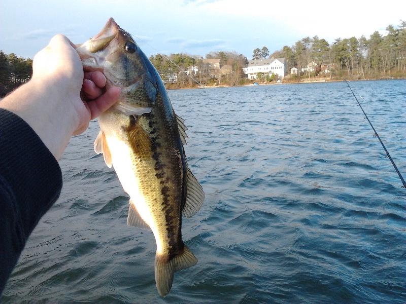 Small winter bass