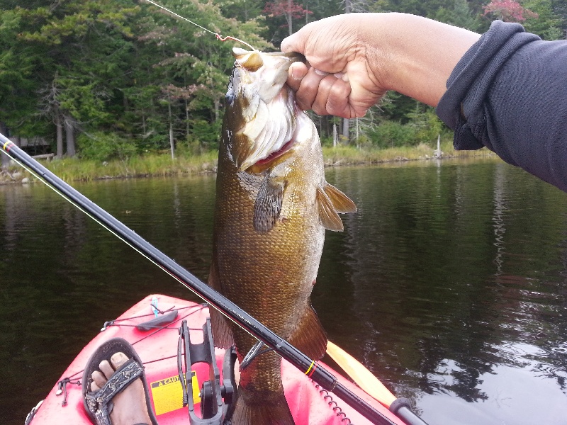 small mouth bass