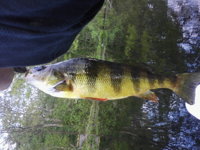 Perch 5/18