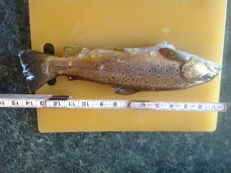 Trout in Big Alum near Brimfield