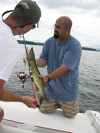 Chain Pickerel