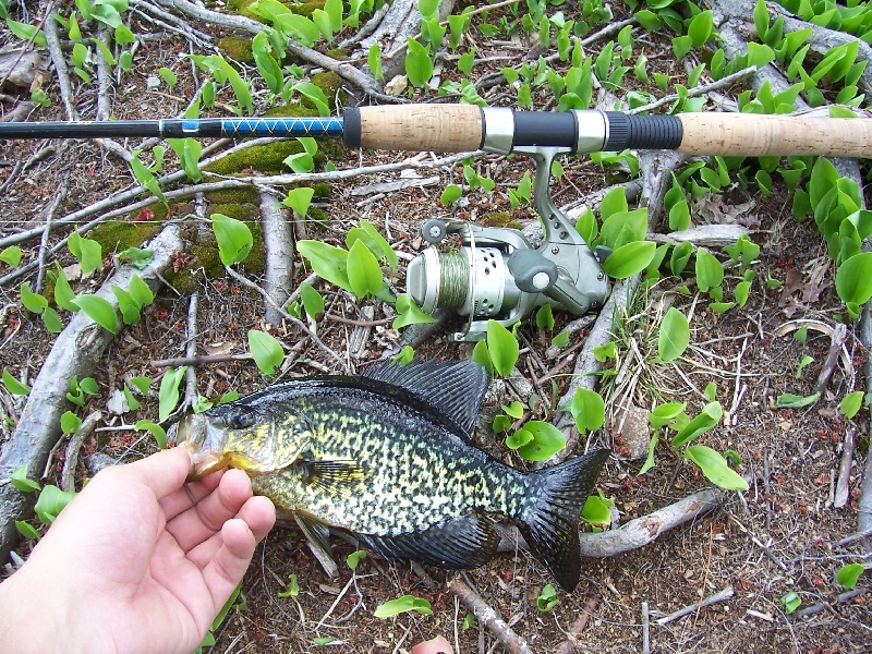 crappie