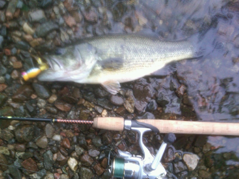 Rainy Morning May Bass