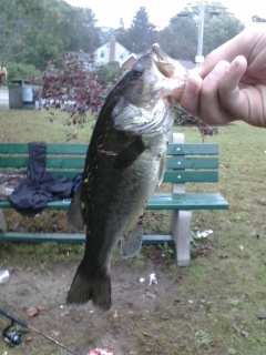 Largemouth Bass