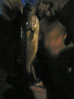 Largemouth Bass