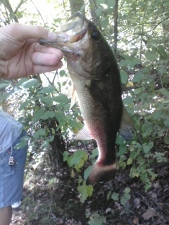 Largemouth Bass