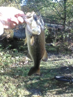 Largemouth Bass