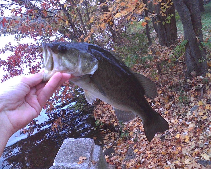 12" largemouth bass