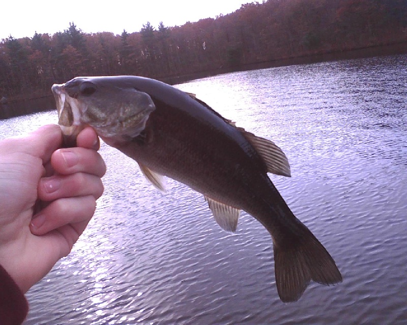 Largemouth Bass near Ashland