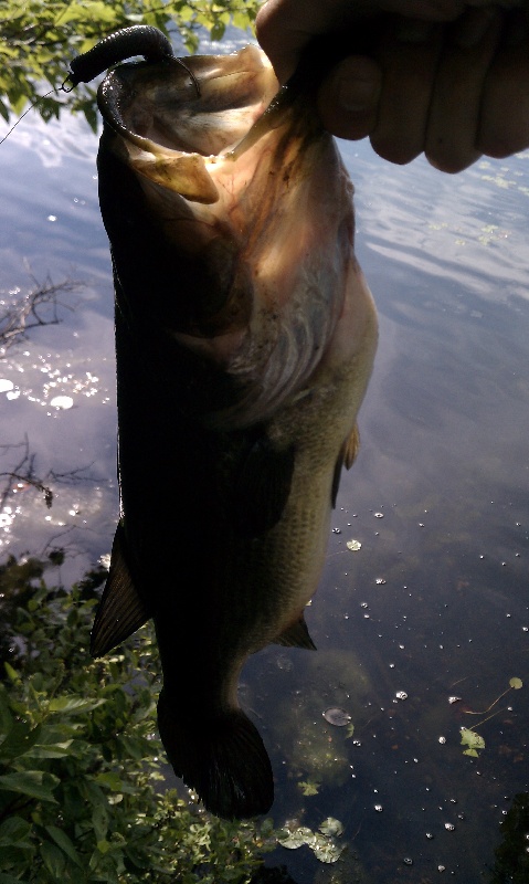 Norwell fishing photo 2