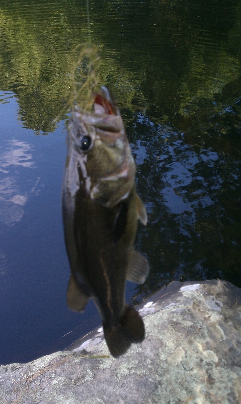 Norwell fishing photo 1